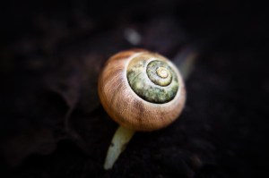 201306013 la vitesse de l'escargot