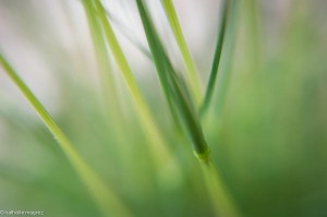 201306019 chroniques des matins calmes