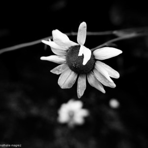 201306023 c'est dimanche-2