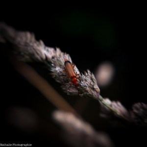 20130909 that little red touch-5