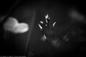 20141005 c'est dimanche ! web-2