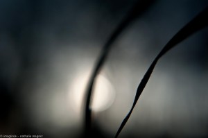 20150108 l'arbre en nous a parlé web-2