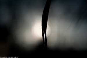 20150108 l'arbre en nous a parlé web-3