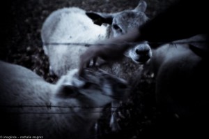 20150827 promenade avec Rimbaud en bandoulière web-5