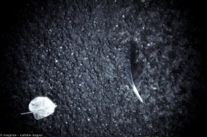 20150827 promenade avec Rimbaud en bandoulière web