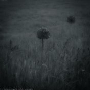 20160608 des fleurs web